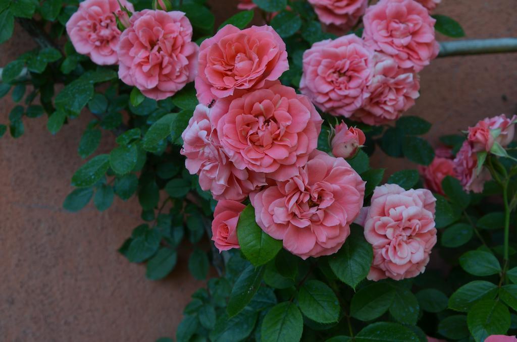 Agriturismo Al Podere Di Rosa Lucca Buitenkant foto