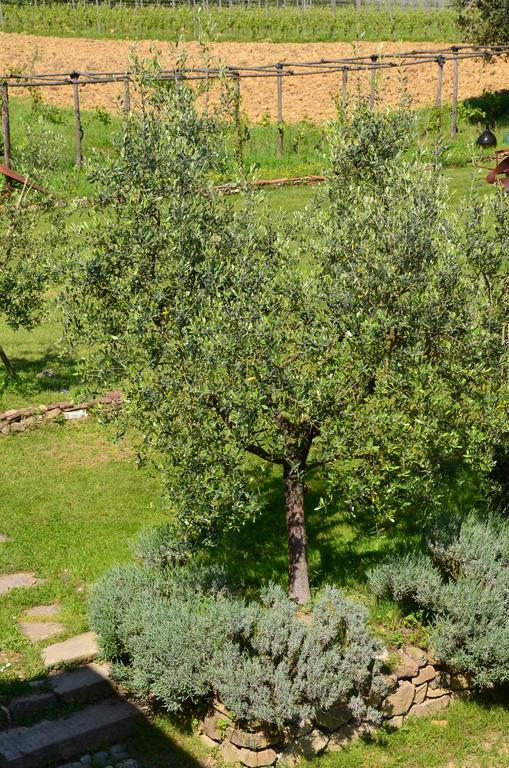 Agriturismo Al Podere Di Rosa Lucca Buitenkant foto